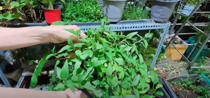 Vườn rau của ca sĩ Cẩm Ly được thiết kế đơn giản nhưng đa dạng rau, quả sạch.