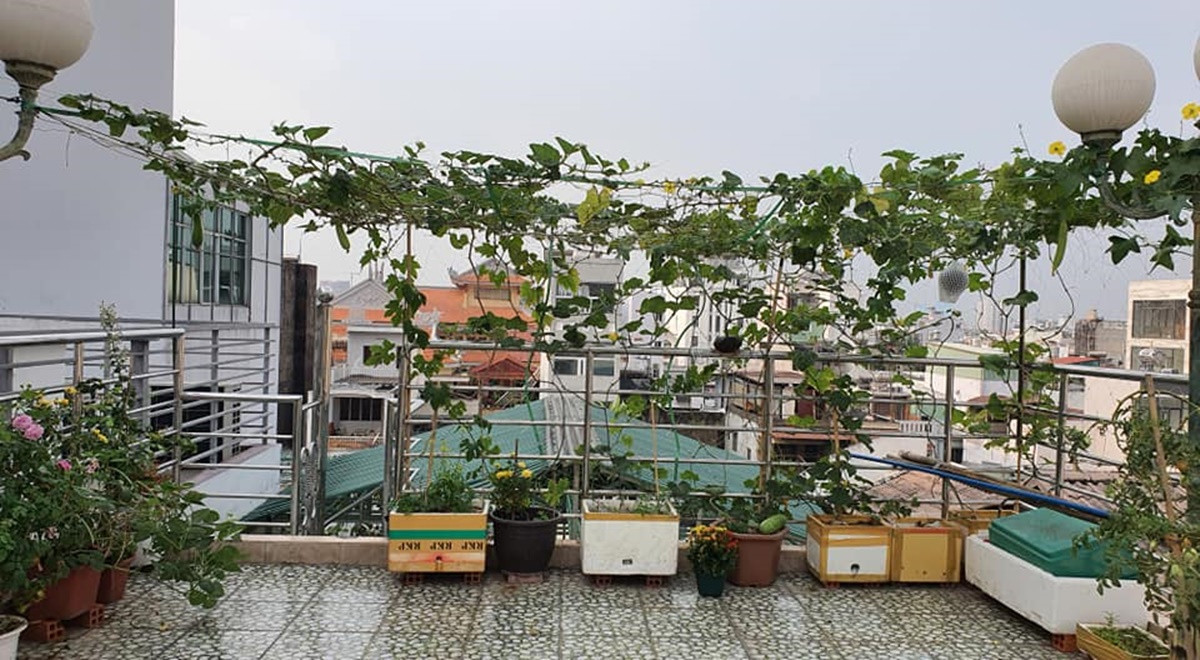 Cẩm Ly trồng cây ăn trái ra quả nhanh mà trồng rau chẳng thấy lá đâu.