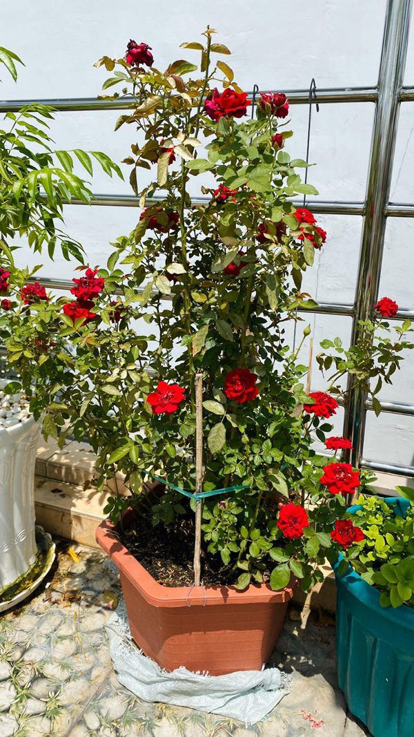 Bên cạnh đó, Cẩm Ly còn trồng các loại hoa cho không gian sống thêm tươi mới.