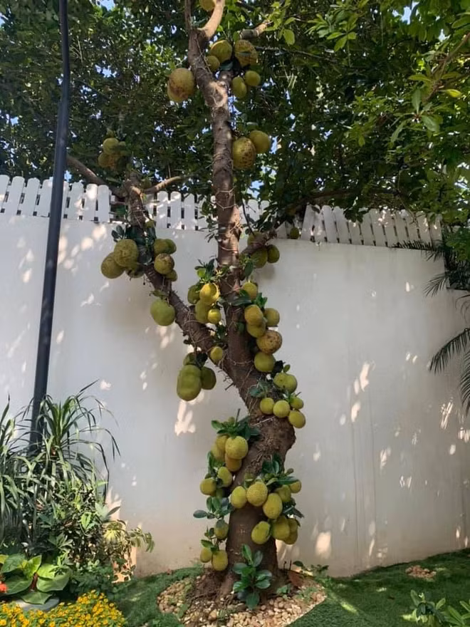 Từ gốc đến ngọn, chỗ nào cũng sai quả. Ảnh: Facebook