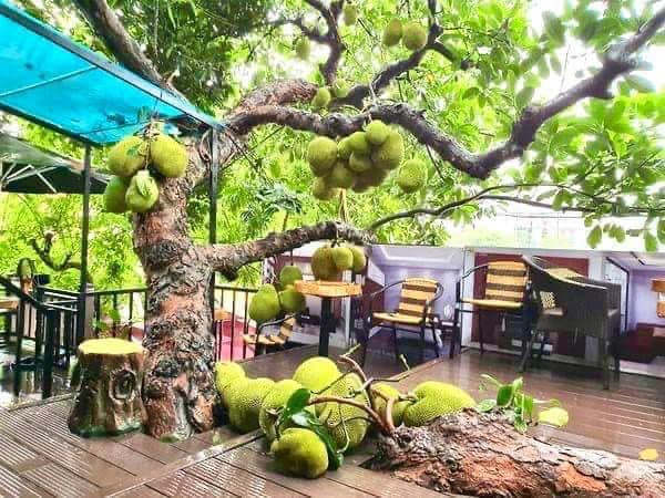 Theo chủ quán, vào khoảng tháng 3 hàng năm, cây mít bắt đầu cho trái. Đến tháng 5, trái lớn, vỏ xanh mọc kín nhiều đoạn gốc và thân cây. Cuối tháng 6, mít sẽ chín dần, tỏa hương thơm đặc trưng. Ảnh: Facebook