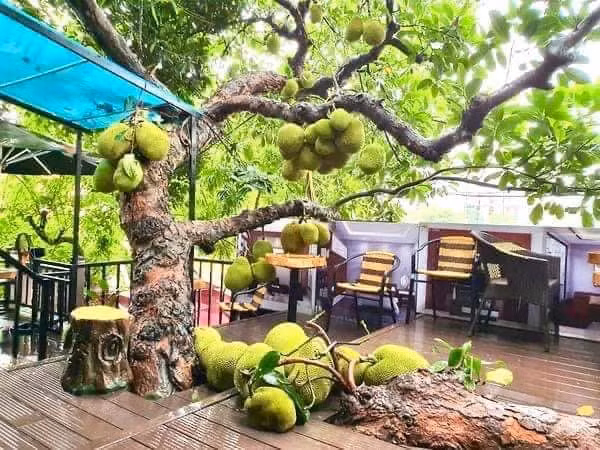 Theo chủ quán, vào khoảng tháng 3 hàng năm, cây mít bắt đầu cho trái. Đến tháng 5, trái lớn, vỏ xanh mọc kín nhiều đoạn gốc và thân cây. Cuối tháng 6, mít sẽ chín dần, tỏa hương thơm đặc trưng. Ảnh: Facebook