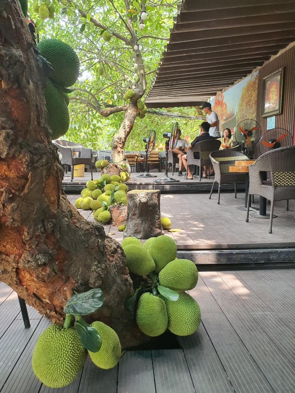 Những trái mít khoảng 5-7 kg xanh mướt, nằm la liệt dưới sàn gỗ tầng 2 khiến mọi người thích thú. Ảnh: Facebook