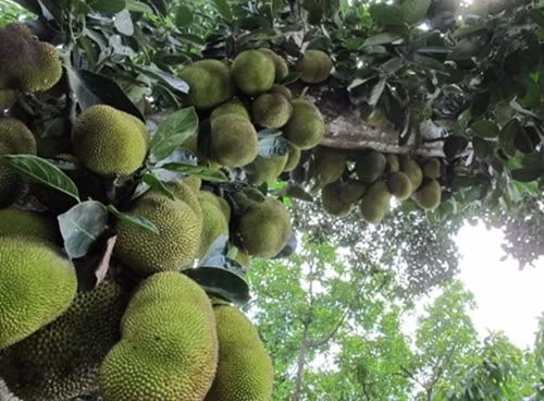 Những trái mít chằng chịt không thể leo lên được. Ảnh: Facebook