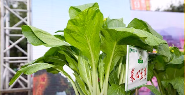 “Nga ngua” 4 loai rau “dat hon vang rong”