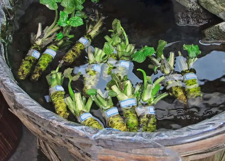 Wasabi được mệnh danh là một trong những loại cây trồng đắt nhất hành tinh. Năm 2014, giá 1 kg wasabi 160 USD (khoảng 3,6 triệu đồng). Những năm gần đây, mức giá của wasabi đã tăng đều 10% mỗi năm do hàng hoá khan hiếm, cung không đủ cầu. Ảnh: Getty