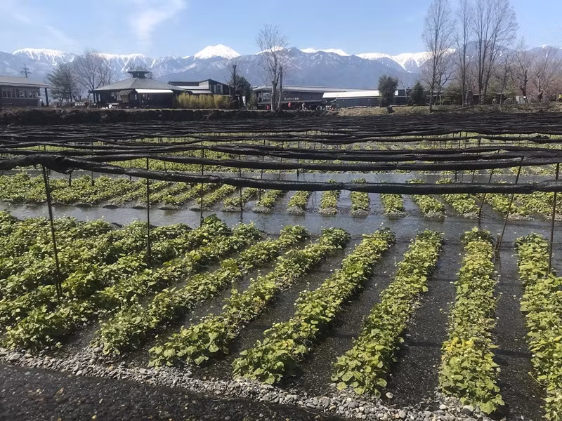 Wasabi đắt như vậy là bởi cho đến nay nó chỉ được trồng trong một trang trại ở Châu Âu. Ảnh: Getty