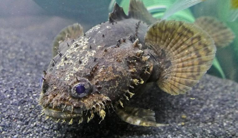  Cá mao ếch là loài cá nước mặn nhưng khó đánh bắt bởi chúng sống ở xa bờ, trong hang hốc hoặc khe đá dưới biển. Ảnh: Bachhoaxanh