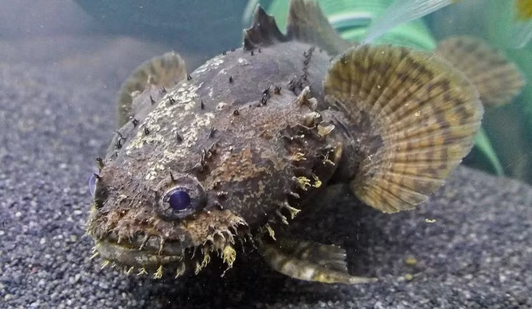  Cá mao ếch là loài cá nước mặn nhưng khó đánh bắt bởi chúng sống ở xa bờ, trong hang hốc hoặc khe đá dưới biển. Ảnh: Bachhoaxanh