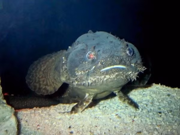 Đặc biệt, cá mao ếch có thể ẩn mình dưới cát để trốn kẻ thù. Ảnh: Haisanhaichau