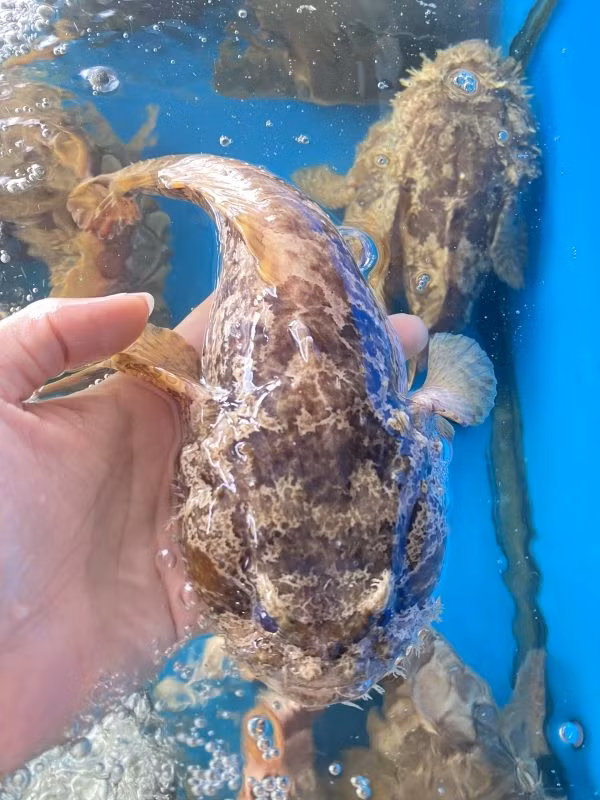 Tại Việt Nam, cá mao ếch được tìm thấy nhiều ở Vũng Tàu hoặc đồng bằng sông Cửu Long. Mùa cá mao ếch thường từ tháng 6 đến tháng 10. Ảnh: Hoatuoc