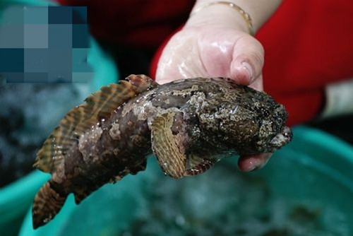 Thoạt nhìn, cá mao ếch khá giống với con ếch. Cá có màu nâu và đen, đầu giống loài ếch và thân trên có xương vây tròn như hai cánh quạt. Ảnh: Chihaisan