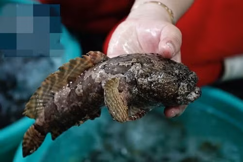 Thoạt nhìn, cá mao ếch khá giống với con ếch. Cá có màu nâu và đen, đầu giống loài ếch và thân trên có xương vây tròn như hai cánh quạt. Ảnh: Chihaisan