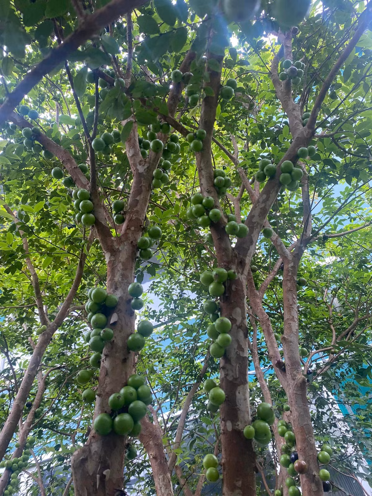 Nữ nghệ sĩ ước tính có tới vài nghìn quả nho thân gỗ.