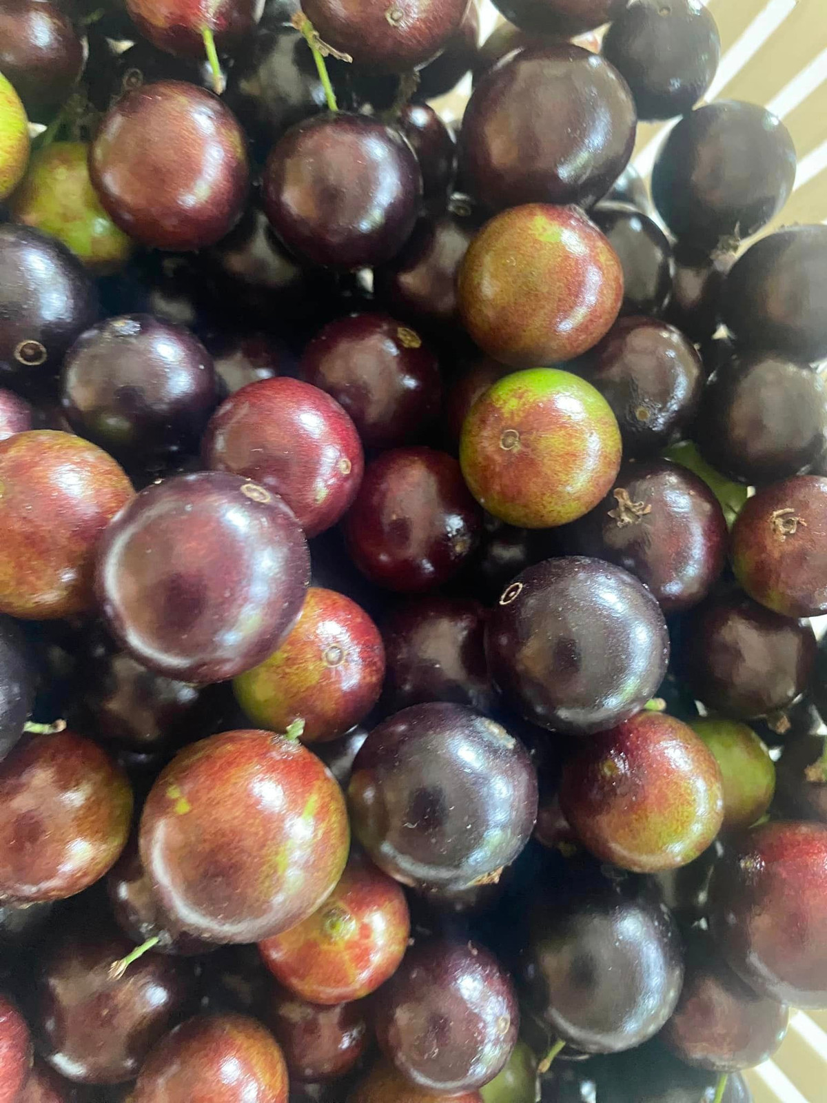 Nho chín, nghệ sĩ Thanh Hoa hái đầy một rổ.