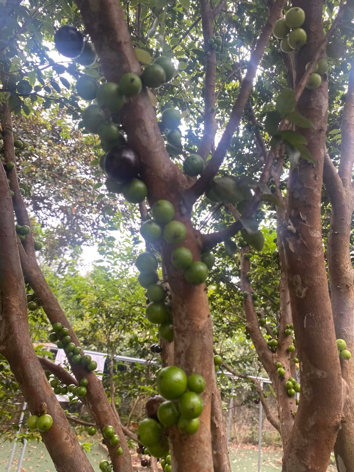 Nho thân gỗ được mùa chi chít quả khiến ai nấy đều xuýt xoa.