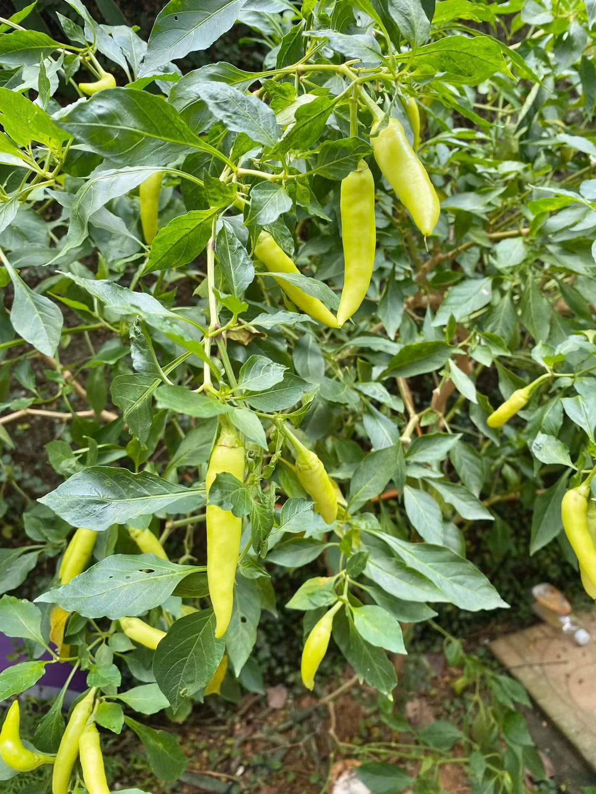 Ớt Huế sai chi chít.