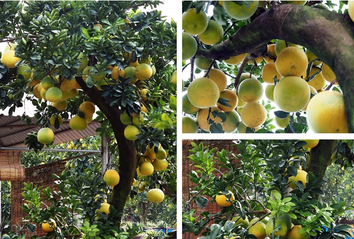 Dịp Tết Nguyên đán, những cây bưởi cao hơn 2m, trĩu quả, đều đẹp được bán nhiều. Ảnh: Suckhoedoisong