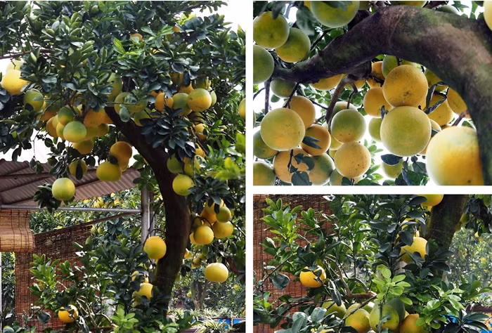 Dịp Tết Nguyên đán, những cây bưởi cao hơn 2m, trĩu quả, đều đẹp được bán nhiều. Ảnh: Suckhoedoisong