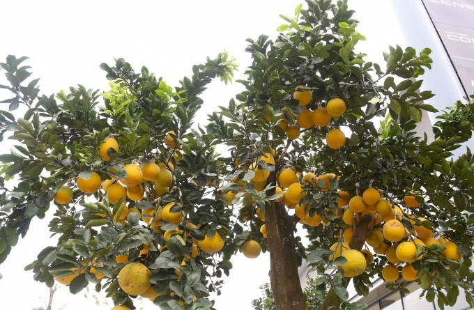 Bưởi Diễn màu vàng ươm, hương thơm thoang thoảng. Bình thường, khi ra trái chỉ đạt 30 - 50 quả, tuy nhiên để phục vụ nhu cầu chơi Tết, những cây bưởi được cấy ghép lên đến cả trăm quả. Ảnh: Tiền phong