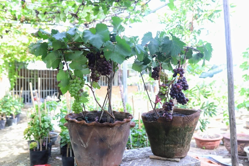 Nho cảnh chơi Tết ở Ninh Thuận giá từ vài trăm nghìn đến 2 - 3 triệu đồng/chậu nhưng vẫn hút hàng bởi kiểu dáng lạ mắt... Ảnh: Plo