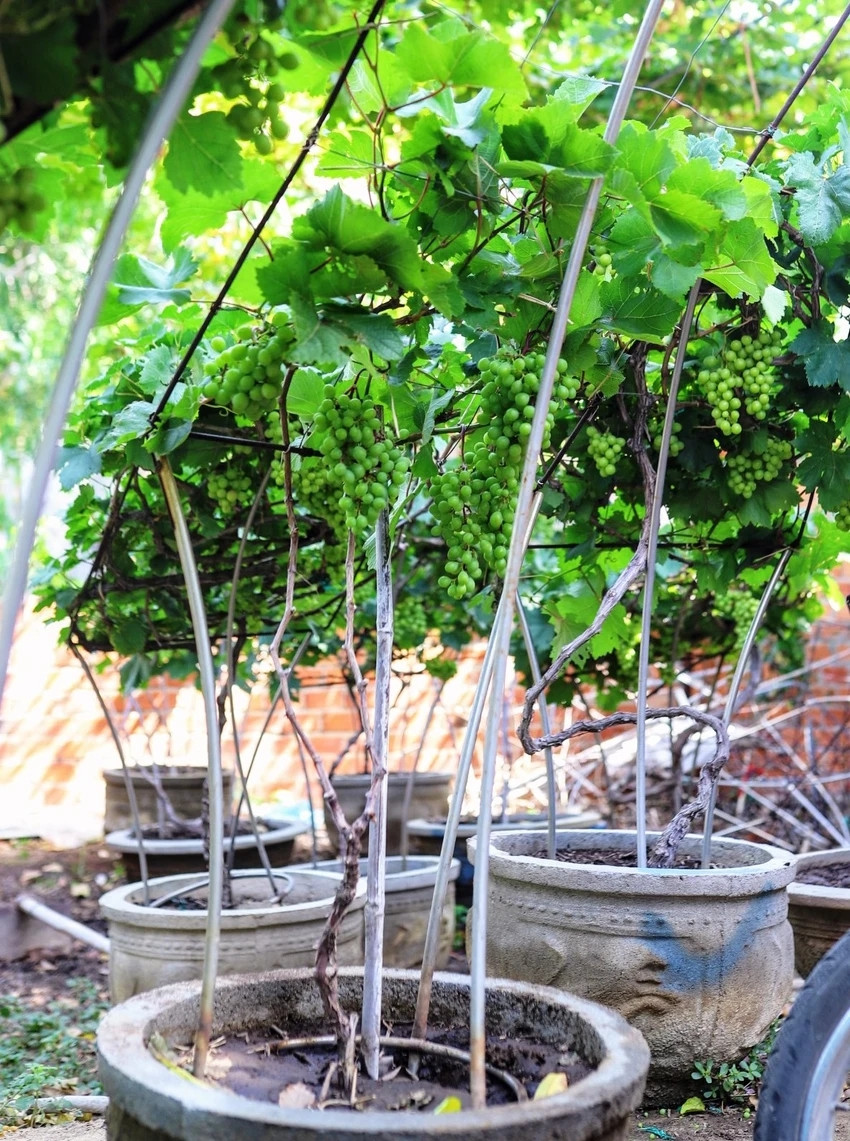 Giá nho cảnh còn phụ thuộc vào số lượng chùm quả khác nhau ở mỗi chậu. Ảnh: Plo