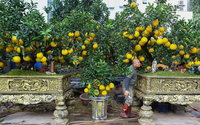 Những cây bưởi được ghép lên đến cả trăm quả. Tùy vào dáng, thế của cây sẽ có giá từ chục triệu đến cả trăm triệu đồng. Ảnh: Vietnamnet
