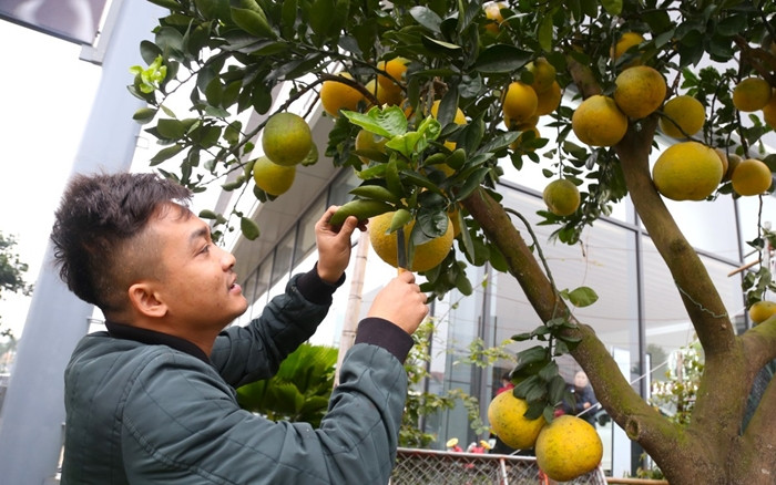 Một gốc bưởi trên 50 quả có giá 35 triệu đồng. Ảnh: Tiền phong