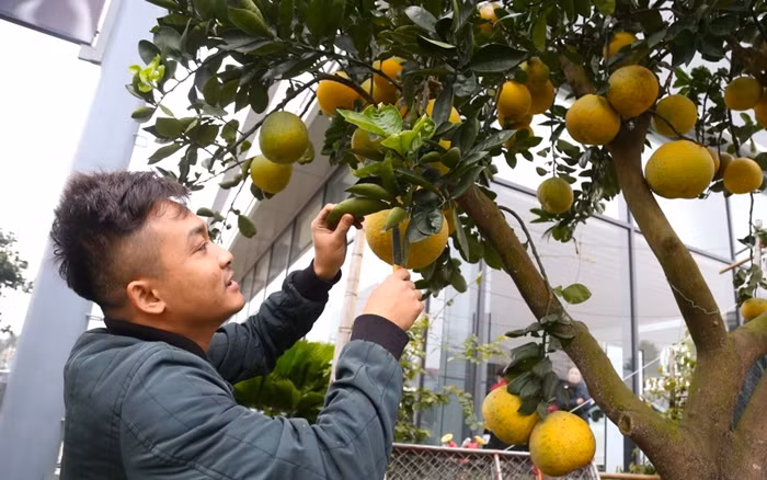 Một gốc bưởi trên 50 quả có giá 35 triệu đồng. Ảnh: Tiền phong