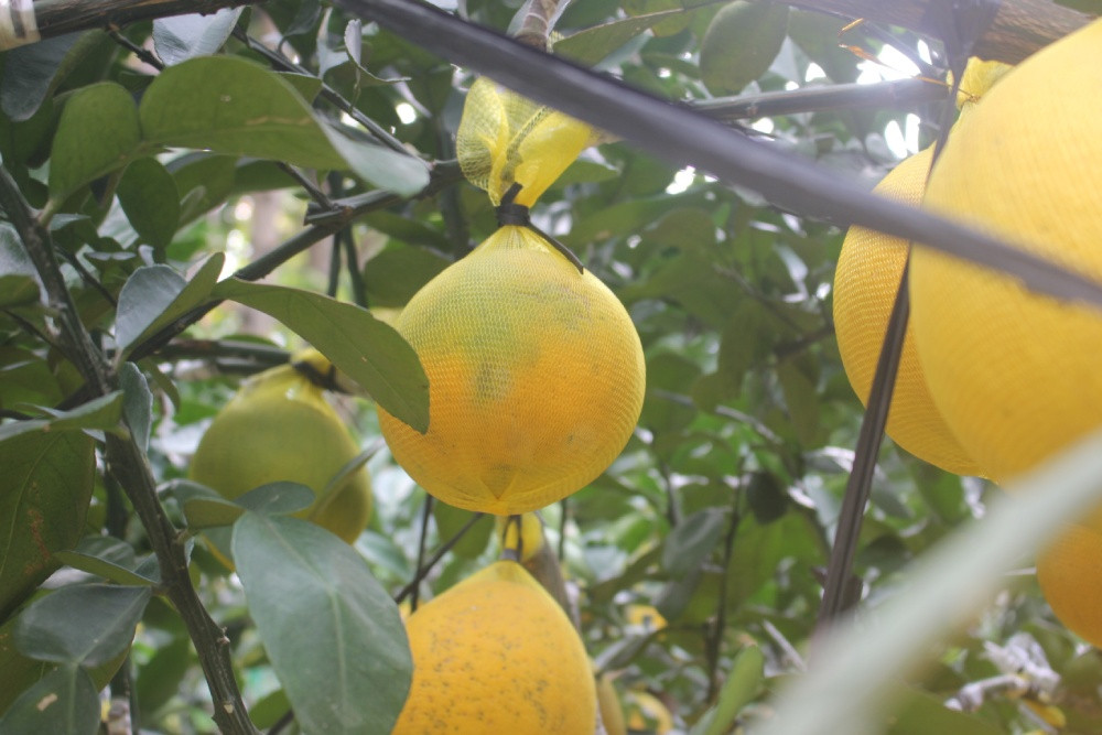 Từng trái bưởi được nâng đỡ bởi một lớp lưới bên ngoài. Ảnh: Thesaigontimes