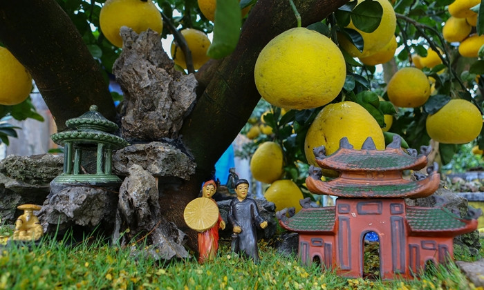 Một số cây to, gốc đẹp, sai trái giá từ 60-70 triệu đồng. Ảnh: Vietnamnet