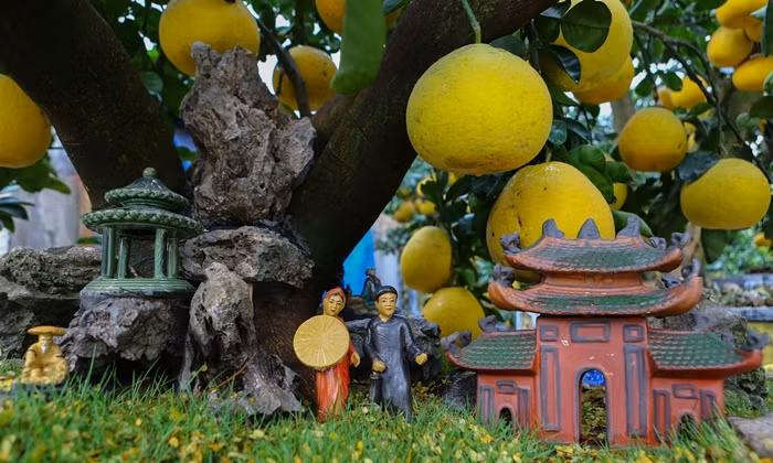 Một số cây to, gốc đẹp, sai trái giá từ 60-70 triệu đồng. Ảnh: Vietnamnet