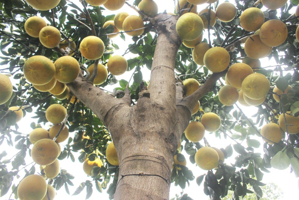 Những cây bưởi Diễn với quả to, vàng óng thu hút đông đảo người dân TP HCM. Ảnh: Thesaigontimes