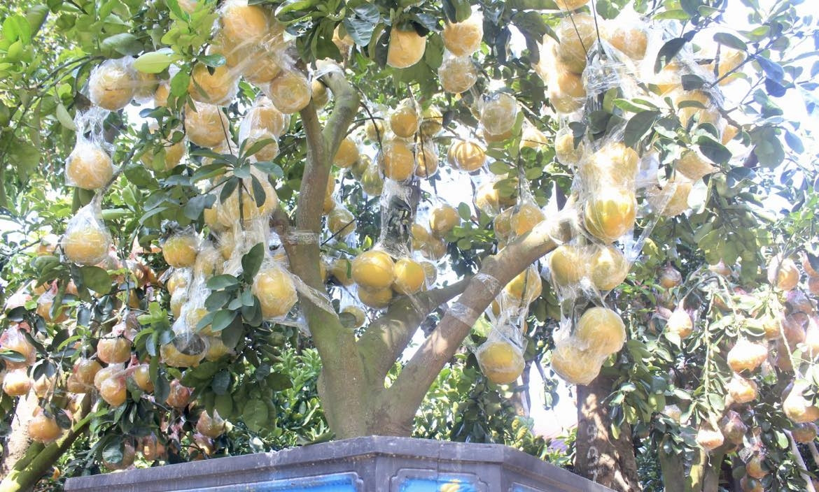 Bưởi bonsai được các nhà vườn cố định cẩn thận khi vận chuyển vào TP HCM. Ảnh: Công luận