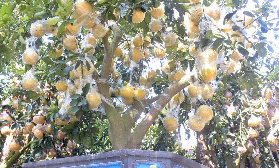 Bưởi bonsai được các nhà vườn cố định cẩn thận khi vận chuyển vào TP HCM. Ảnh: Công luận