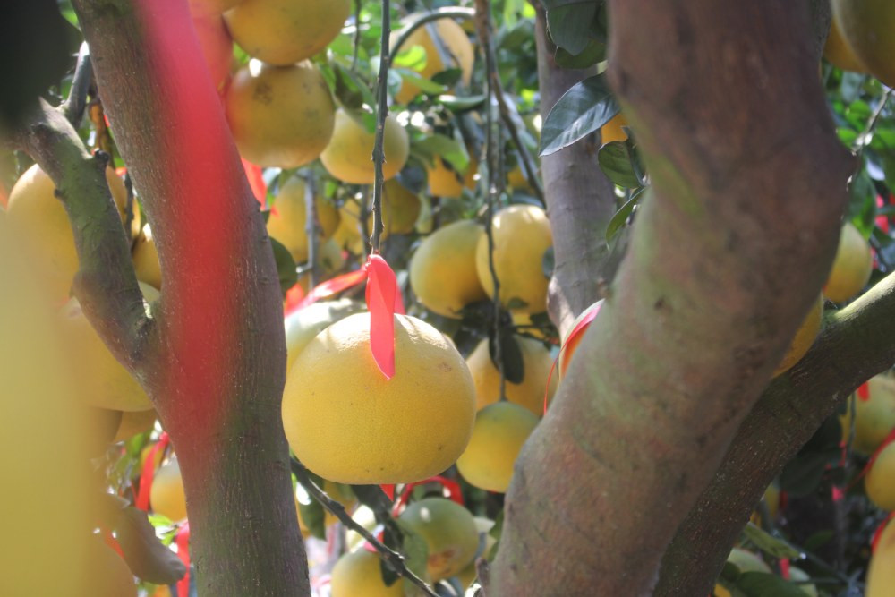 Theo các nhà vườn bưởi Diễn, năm nay cây bưởi nhập về giá rẻ hơn năm ngoái khoảng 1 - 2 triệu đồng/chậu. Ảnh: Thesaigontimes