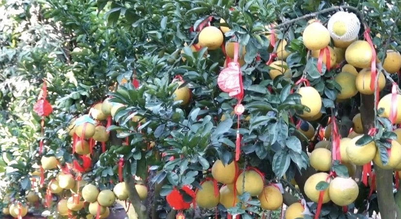 Những cây bưởi Diễn trĩu quả vượt hàng ngàn cây số từ Hà Nội, Hưng Yên vào đến TP HCM. Ảnh: VOVgiaothong