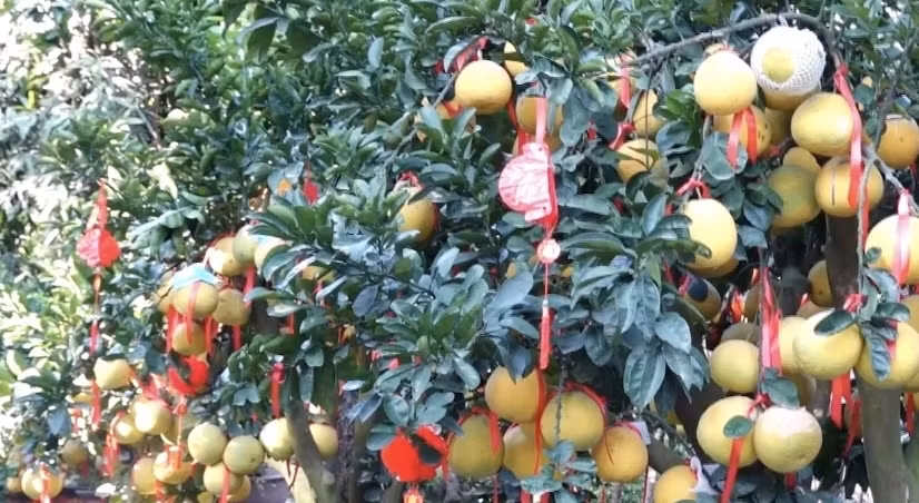 Những cây bưởi Diễn trĩu quả vượt hàng ngàn cây số từ Hà Nội, Hưng Yên vào đến TP HCM. Ảnh: VOVgiaothong