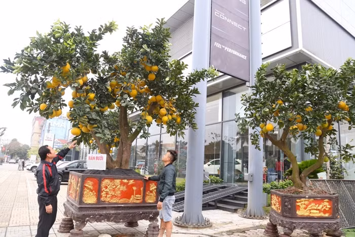 Những cây bưởi cao hơn 2m, trĩu quả, đều đẹp khá kén khách, thường chỉ dành cho cơ quan, doanh nghiệp, hoặc nhà có không gian rộng. Ảnh: Tiền phong