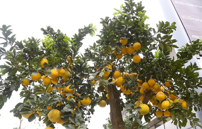 Chỉ còn gần một tháng nữa là đến Tết Nguyên đán Giáp Thìn 2024, thời điểm này, các nhà vườn đã bày bán hàng trăm chậu bưởi bonsai trên các tuyến phố Hà Nội, phục vụ nhu cầu sắm Tết của người dân. Ảnh: Tiền phong