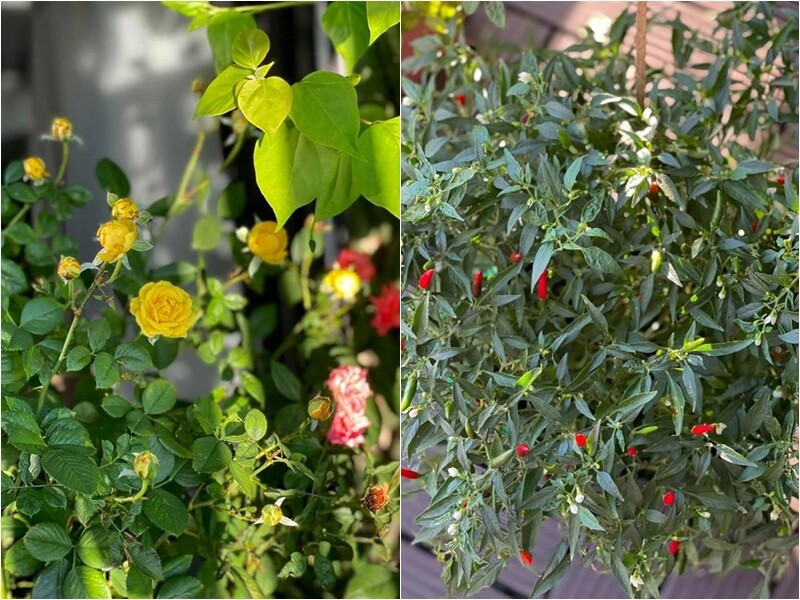 Bông hồng xinh xấn nở rộ và cây ớt sai trĩu quả khiến fan thích thú. Ảnh: FBNV
