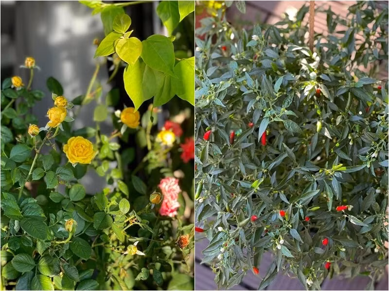Bông hồng xinh xấn nở rộ và cây ớt sai trĩu quả khiến fan thích thú. Ảnh: FBNV