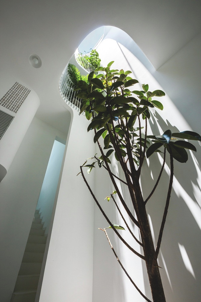 Cây được trồng trực tiếp xuống nền phòng khách ở tầng 1 mọc thẳng trong lòng giếng trời hướng lên cửa sổ trời ở trên mái nhà. Nguồn ảnh: Hiroyuki Oki