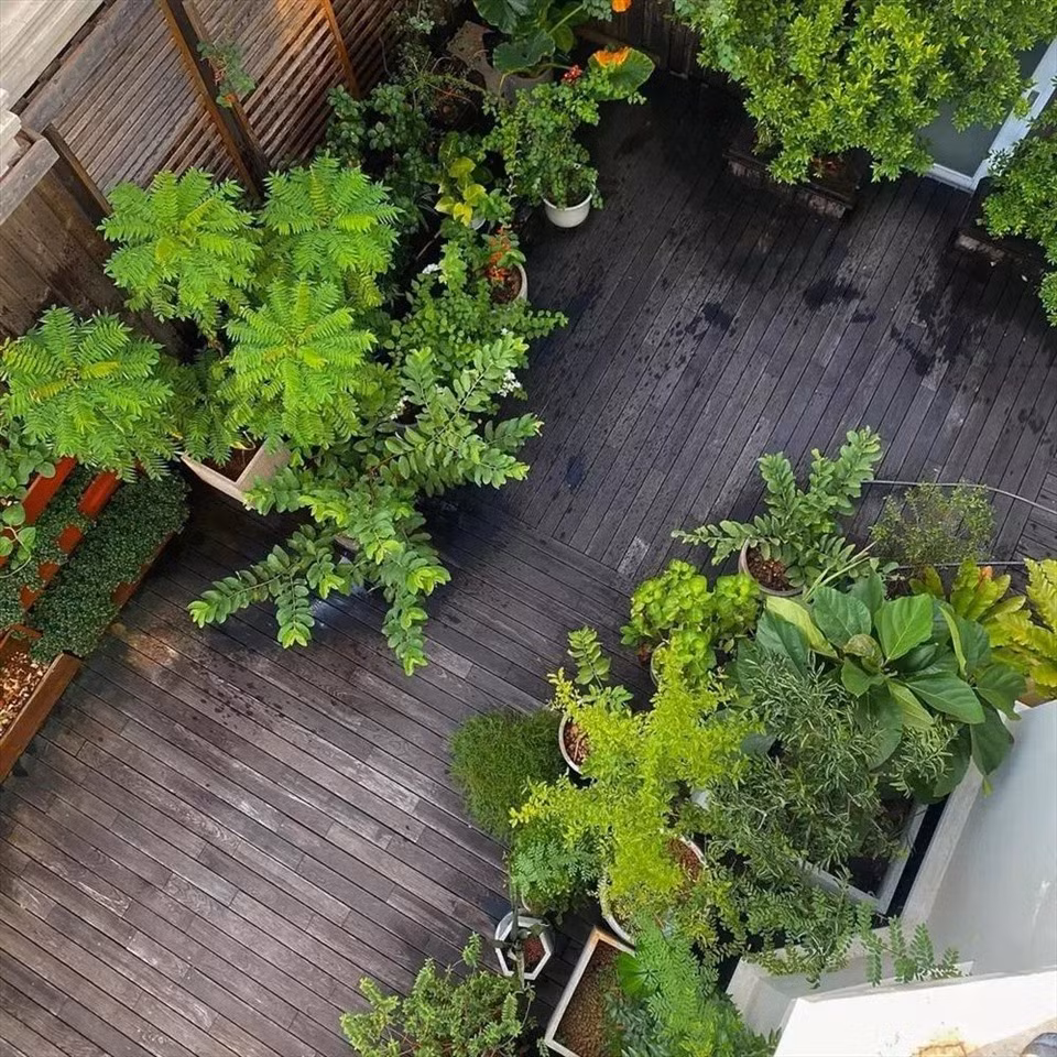 Nhìn từ trên cao xuống, khu vườn phủ một màu xanh mướt mắt.