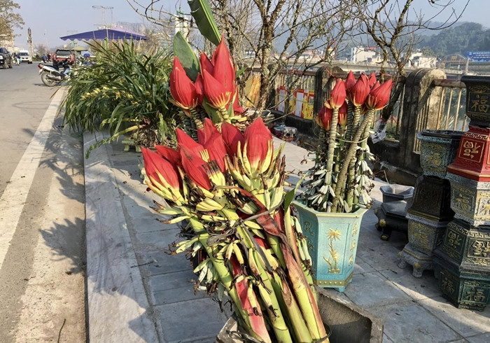 Trước kia, hoa chuối rừng thường được đồng bào miền núi hái về làm thức ăn hàng ngày trong những ngày giáp hạt, khó khăn. Ảnh: Công luận