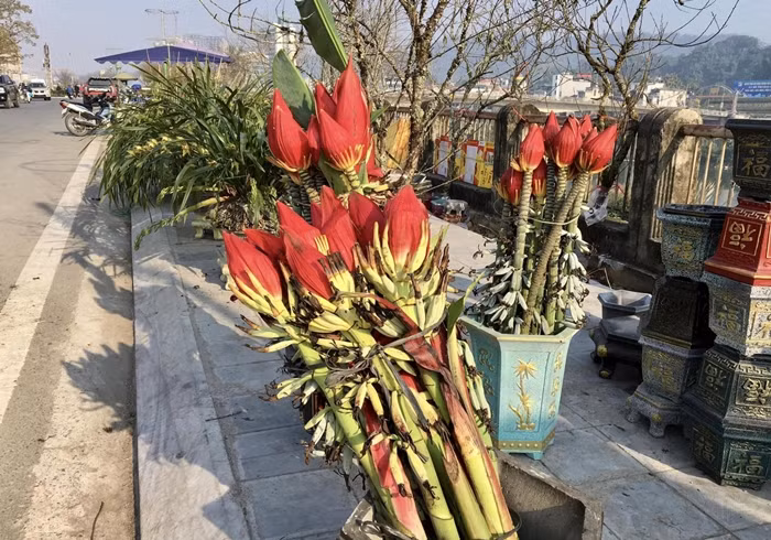 Trước kia, hoa chuối rừng thường được đồng bào miền núi hái về làm thức ăn hàng ngày trong những ngày giáp hạt, khó khăn. Ảnh: Công luận