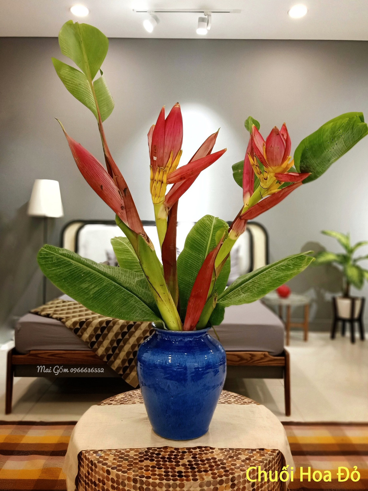 Đặc biệt, người chơi không phải thay nước nhiều, nước cũng không có mùi. Ảnh: Facebook