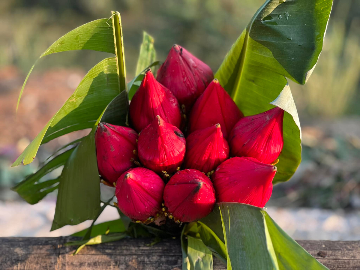 Với nhiều người, hoa chuối rừng có màu đỏ tươi, thu hút tài lộc. Khi nở, hoa chuối rừng giống một bông sen khổng lồ đẹp mắt. Ảnh: Facebook