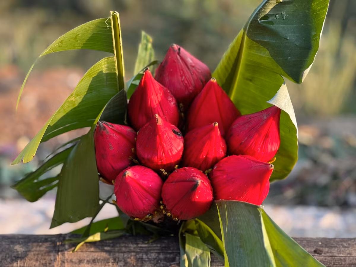 Với nhiều người, hoa chuối rừng có màu đỏ tươi, thu hút tài lộc. Khi nở, hoa chuối rừng giống một bông sen khổng lồ đẹp mắt. Ảnh: Facebook