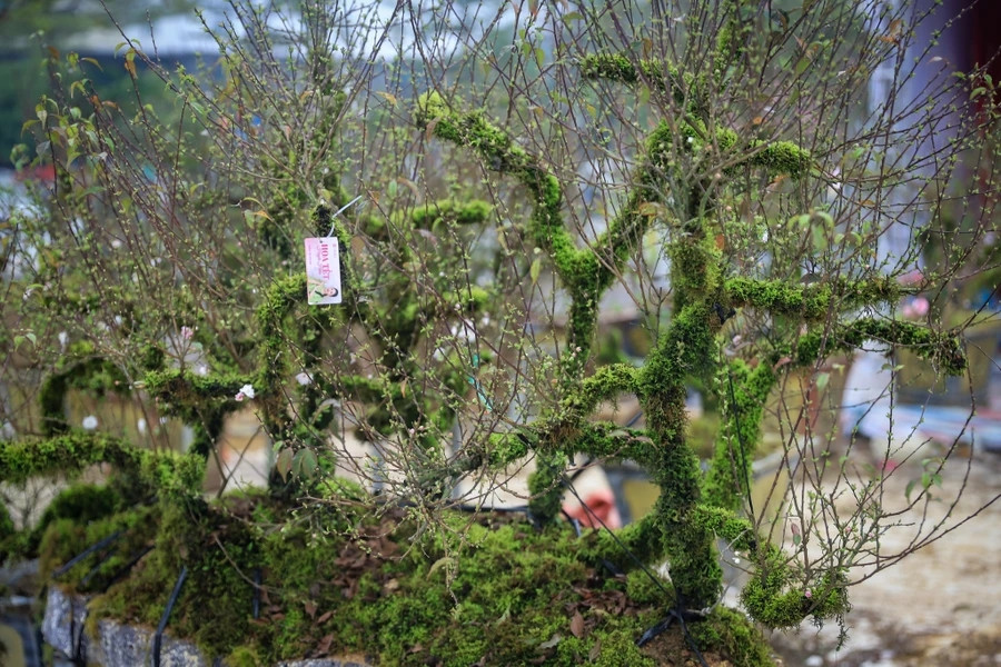 Không chỉ mang vẻ đẹp thanh tao, nhất chi mai còn có thể tạo dáng tam đa, huyền, dáng trực đẹp mắt. Ảnh: Vietnamplus